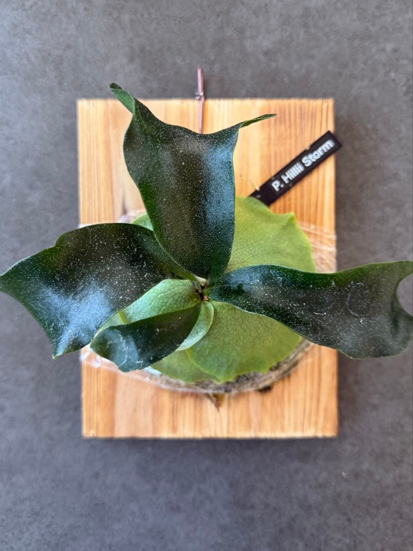 P.HILLII “STORM” 中株 美株