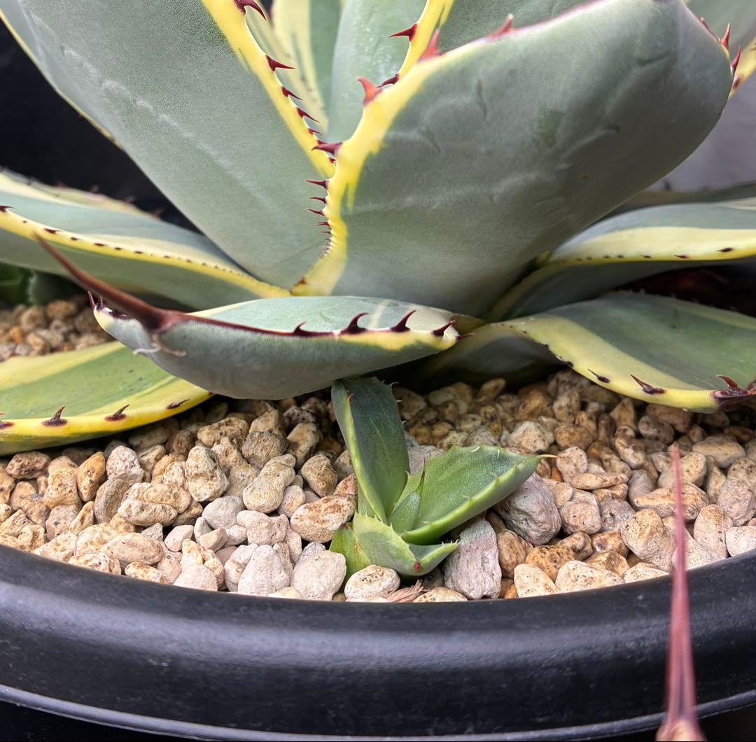 オリザバ　子株