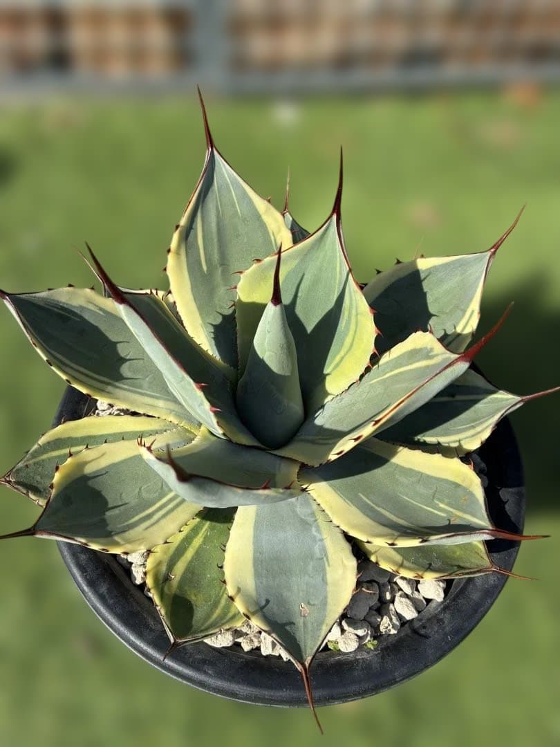 オリザバ　子株