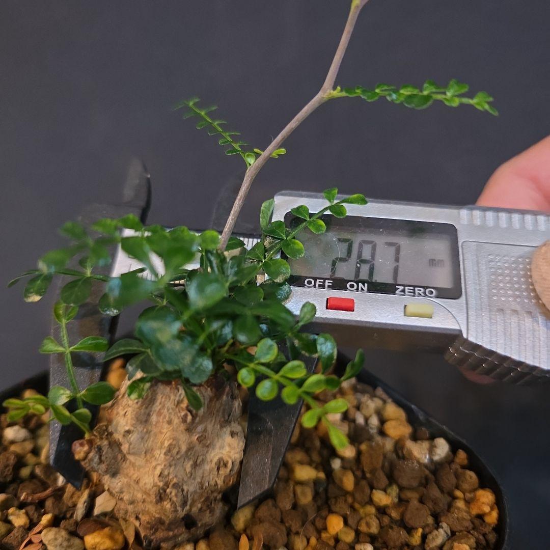 オペルクリカリア パキプス 塊根部 約2.87cm 超ミニパキプス ボコ肌の