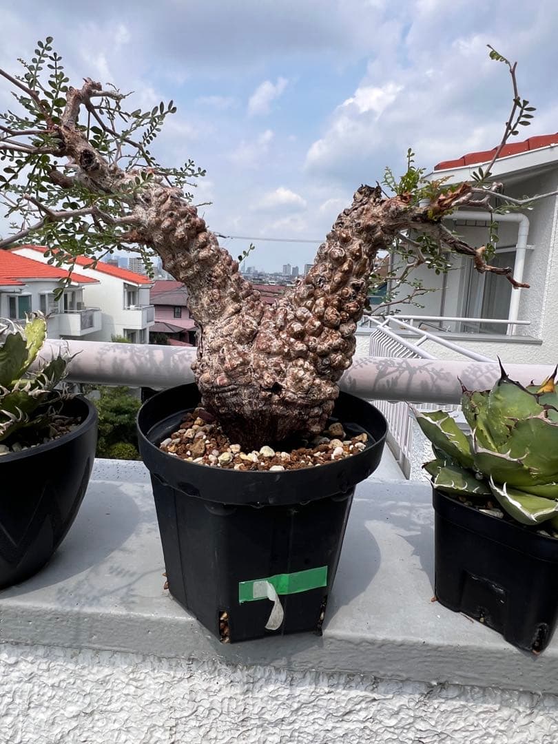 オペルクリカリア パキプス　Operculicarya pachypus