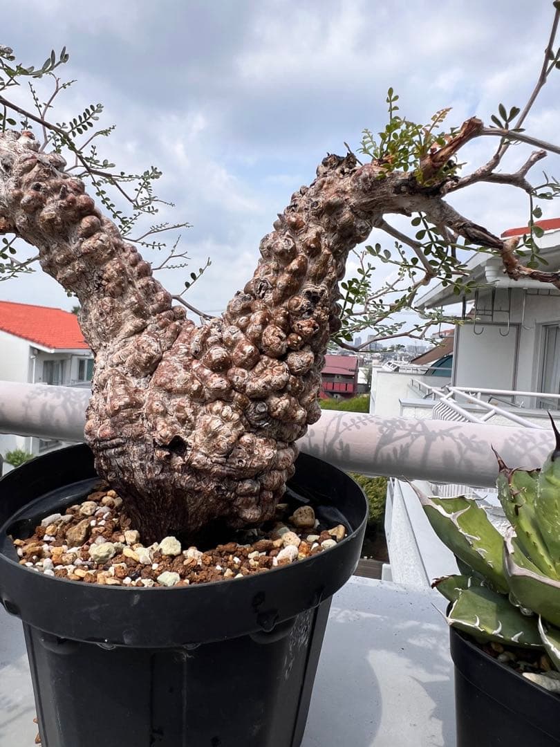 オペルクリカリア パキプス　Operculicarya pachypus