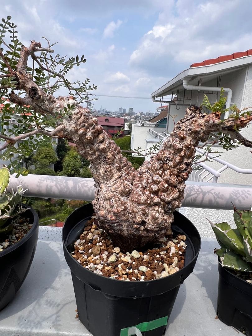 オペルクリカリア パキプス　Operculicarya pachypus