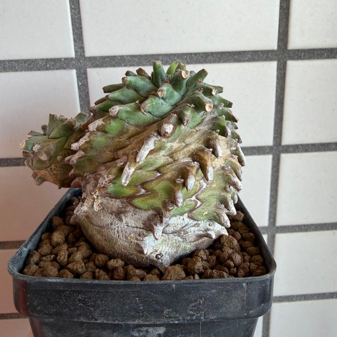 ユーフォルビア オベサ×鉄甲丸 オベサ鉄甲 オベ鉄 子株付き