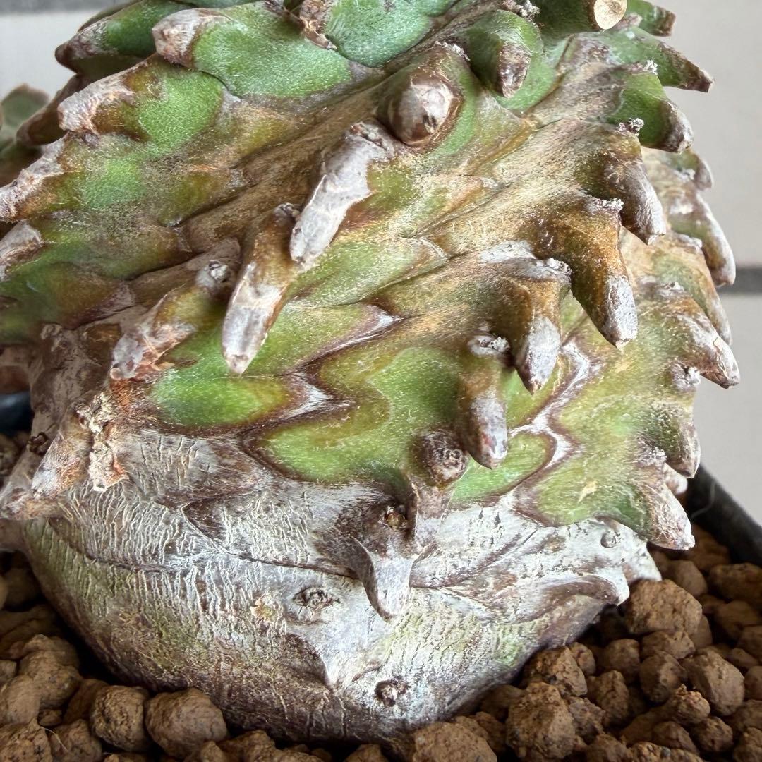 ユーフォルビア オベサ×鉄甲丸 オベサ鉄甲 オベ鉄 子株付き