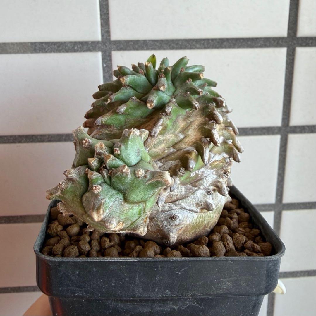 ユーフォルビア オベサ×鉄甲丸 オベサ鉄甲 オベ鉄 子株付き