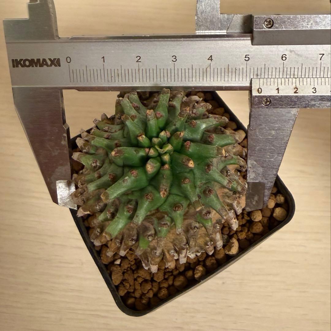 ユーフォルビア オベサ×鉄甲丸 オベサ鉄甲 オベ鉄 子株付き