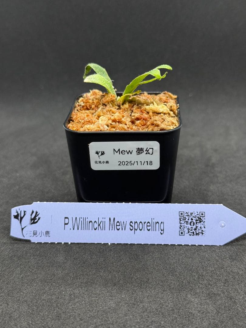 ビカクシダ p.willinckii Mew sporeling