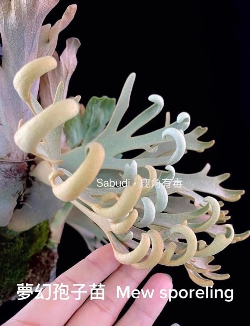 ビカクシダ p.willinckii Mew sporeling