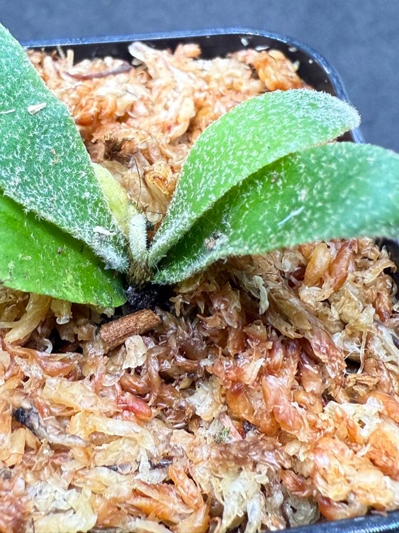 ビカクシダ p.willinckii Mew sporeling