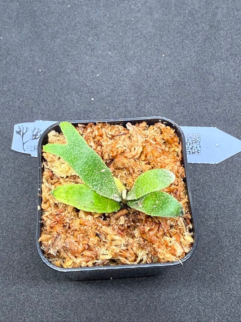 ビカクシダ p.willinckii Mew sporeling