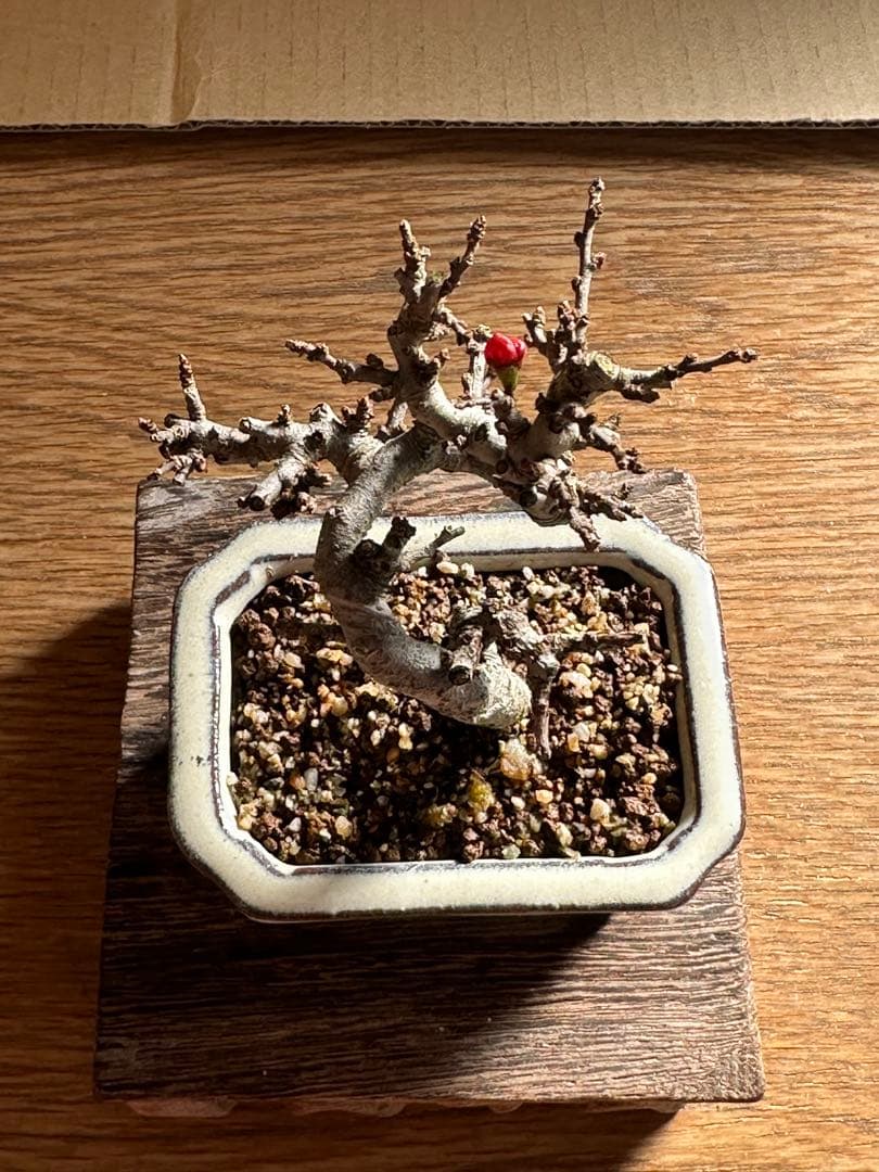 長寿梅 一重赤花 小品盆栽 ミニ盆栽-24 - メルカリ