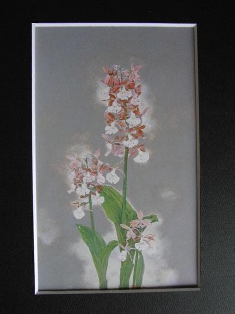 栗原悌二、エビネ蘭、希少な画集より、新品高級額、額装付、状態良好