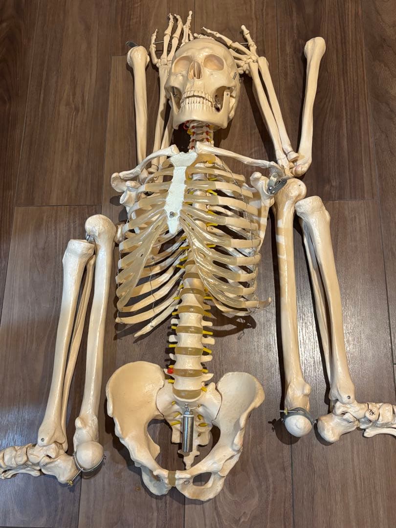 170cm 人体模型 可動関節 等身大 骨格模 - メルカリ