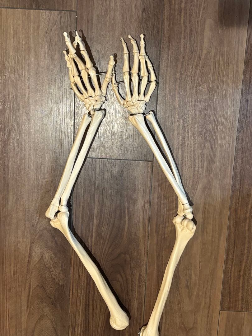 170cm 人体模型 可動関節 等身大 骨格模 - メルカリ