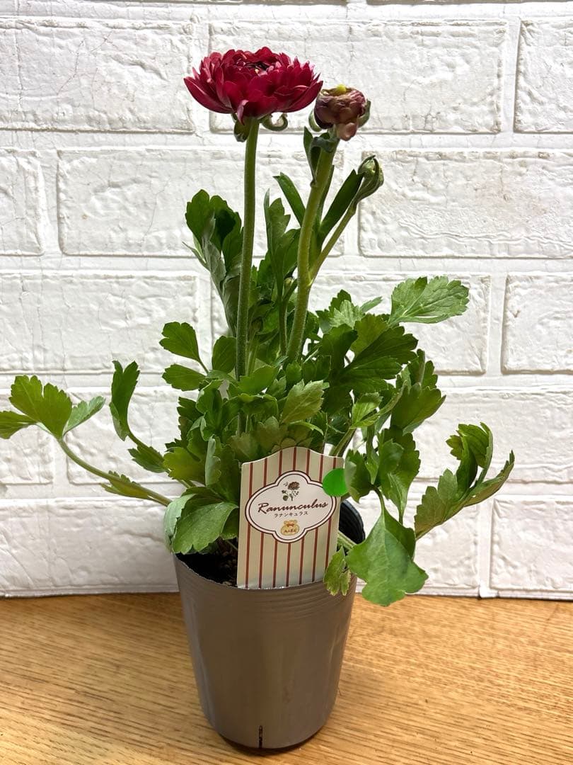 現品】ラナンキュラスラックス♡イカロス♡3.5号ロング♡ポットごと