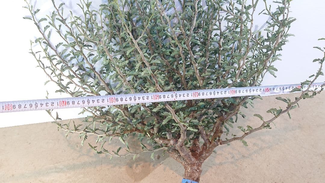 最終価格　1 巨大センナ・メリディオナリス 抜き苗