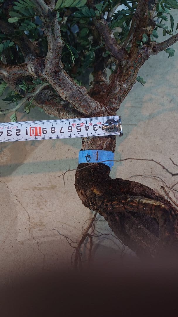 最終価格　1 巨大センナ・メリディオナリス 抜き苗