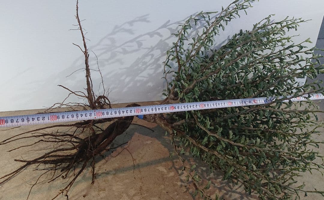 最終価格　1 巨大センナ・メリディオナリス 抜き苗