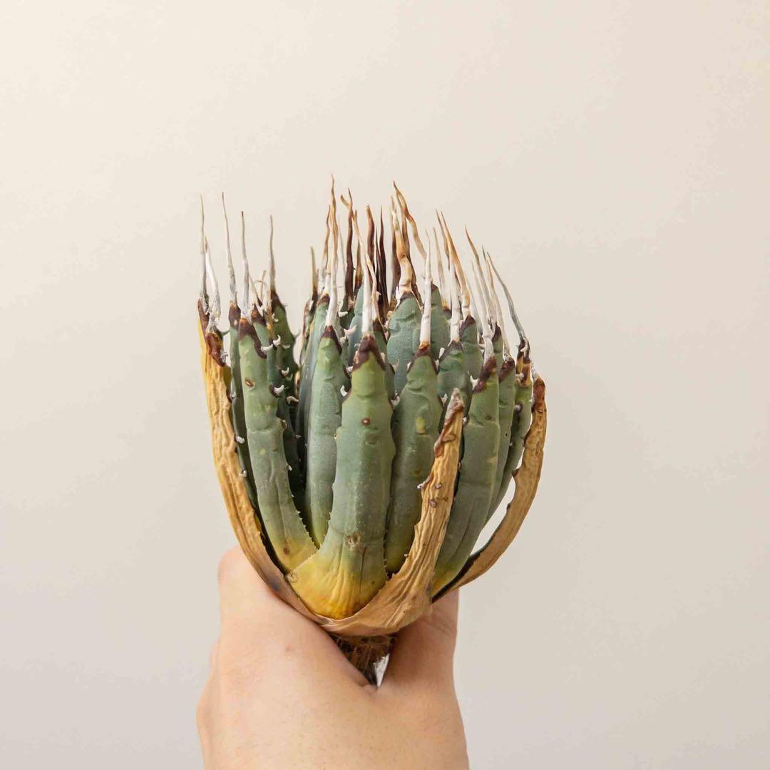 67 ユタエンシス エボリスピナ 現地株 ベアルート 陽炎 アガベ