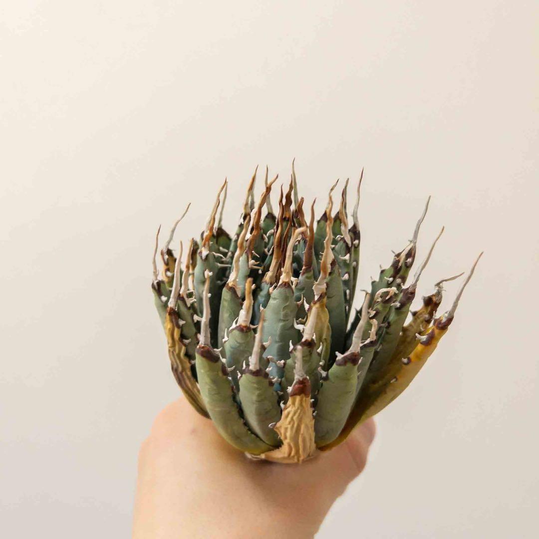 67 ユタエンシス エボリスピナ 現地株 ベアルート 陽炎 アガベ