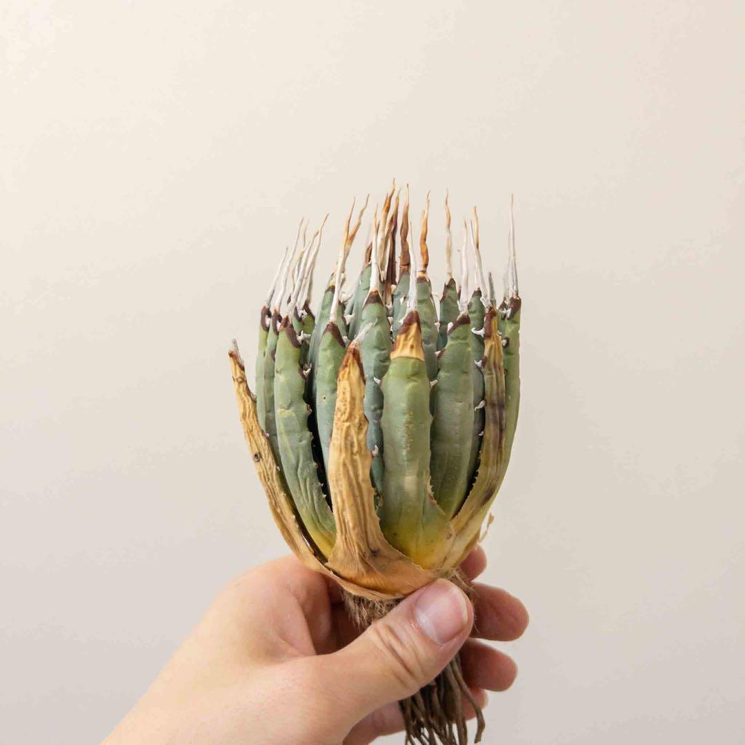 67 ユタエンシス エボリスピナ 現地株 ベアルート 陽炎 アガベ