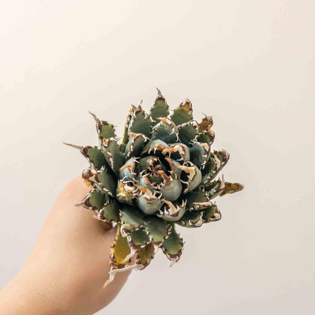 67 ユタエンシス エボリスピナ 現地株 ベアルート 陽炎 アガベ