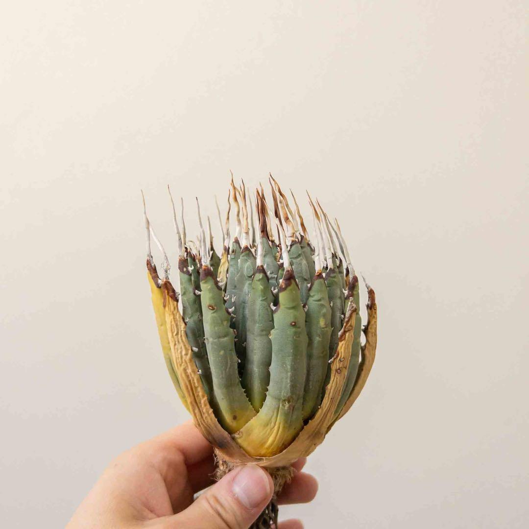 67 ユタエンシス エボリスピナ 現地株 ベアルート 陽炎 アガベ