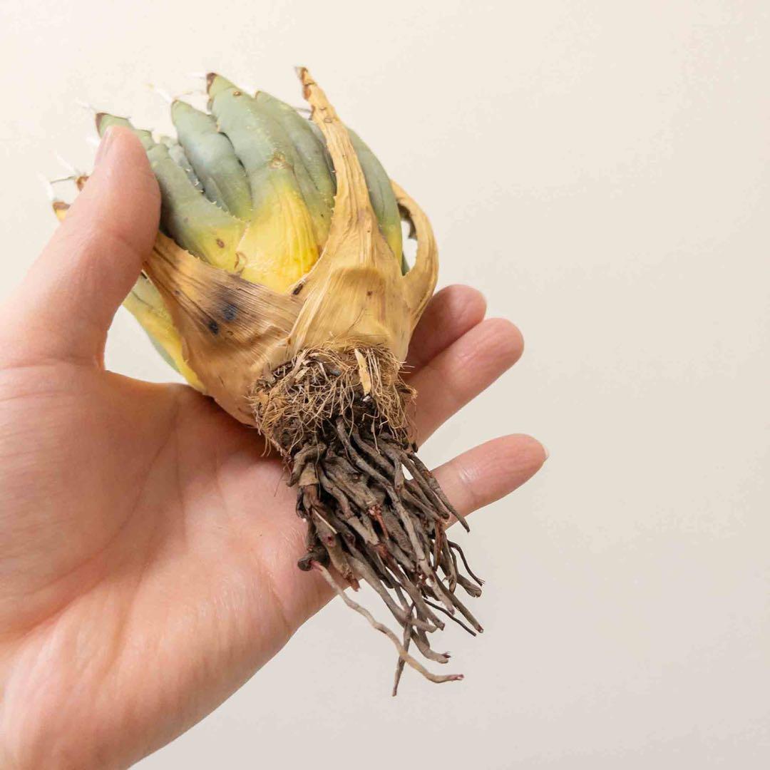 67 ユタエンシス エボリスピナ 現地株 ベアルート 陽炎 アガベ