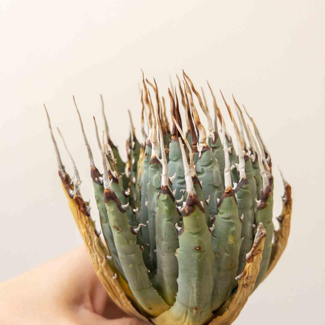 67 ユタエンシス エボリスピナ 現地株 ベアルート 陽炎 アガベ