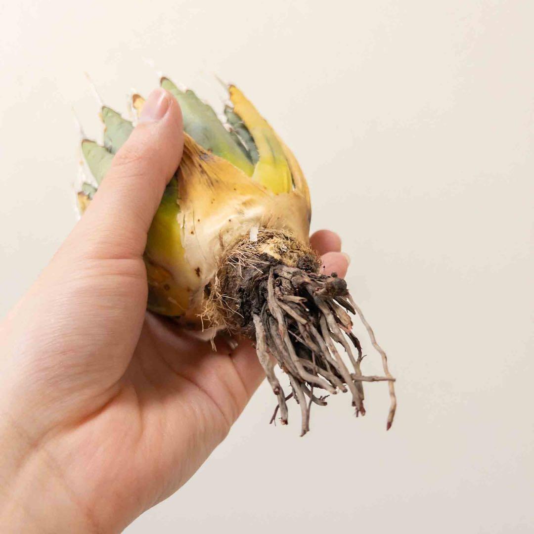 67 ユタエンシス エボリスピナ 現地株 ベアルート 陽炎 アガベ