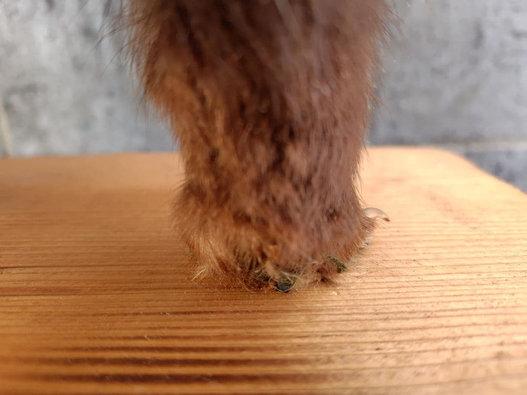 タヌキの剥製 置物 台車付き（俵）