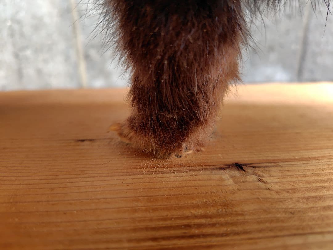 タヌキの剥製 置物 台車付き（俵）