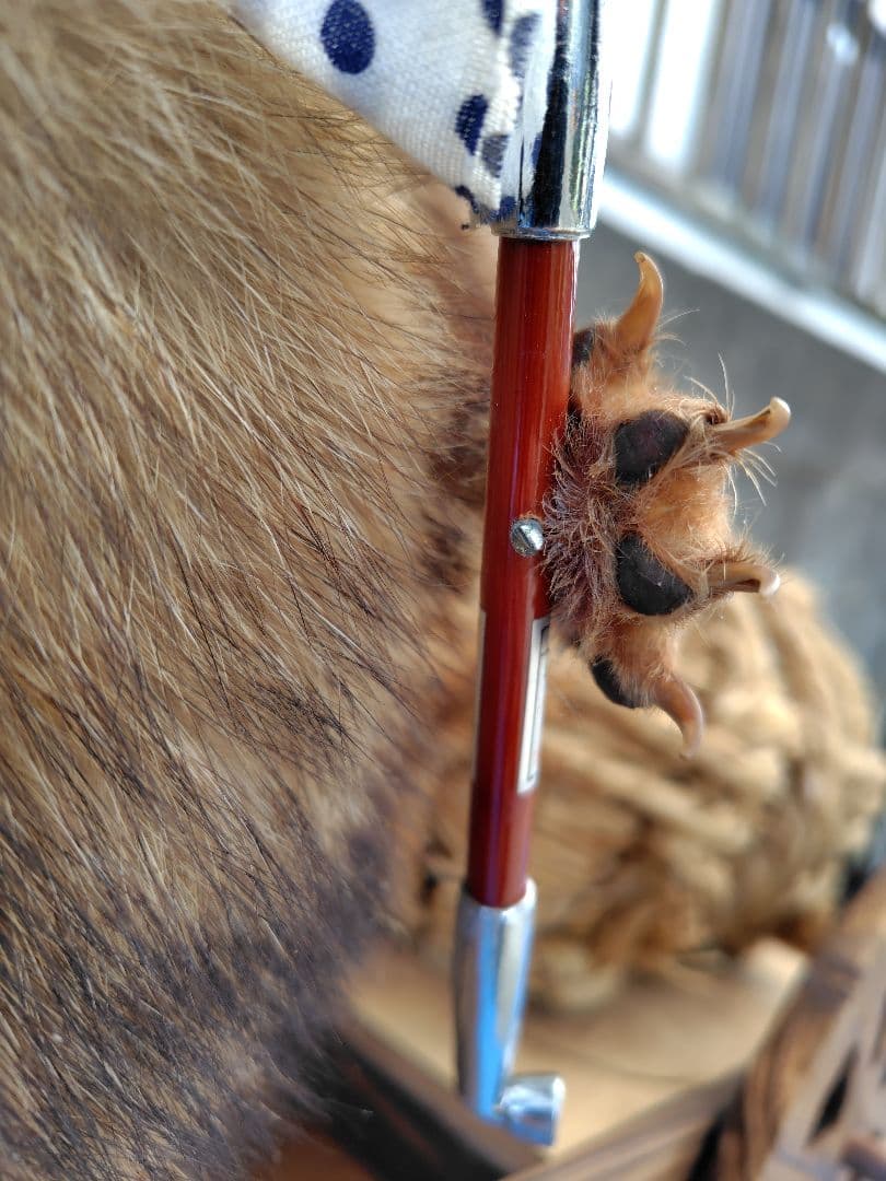 タヌキの剥製 置物 台車付き（俵）