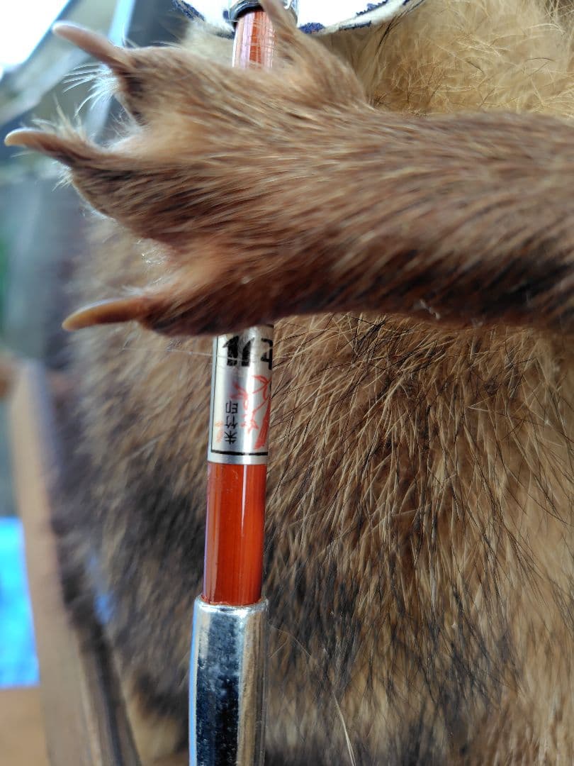 タヌキの剥製 置物 台車付き（俵）