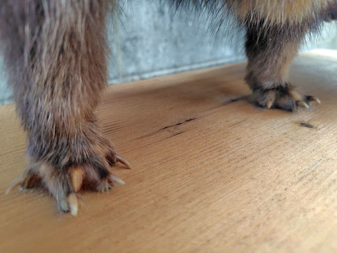 タヌキの剥製 置物 台車付き（俵）