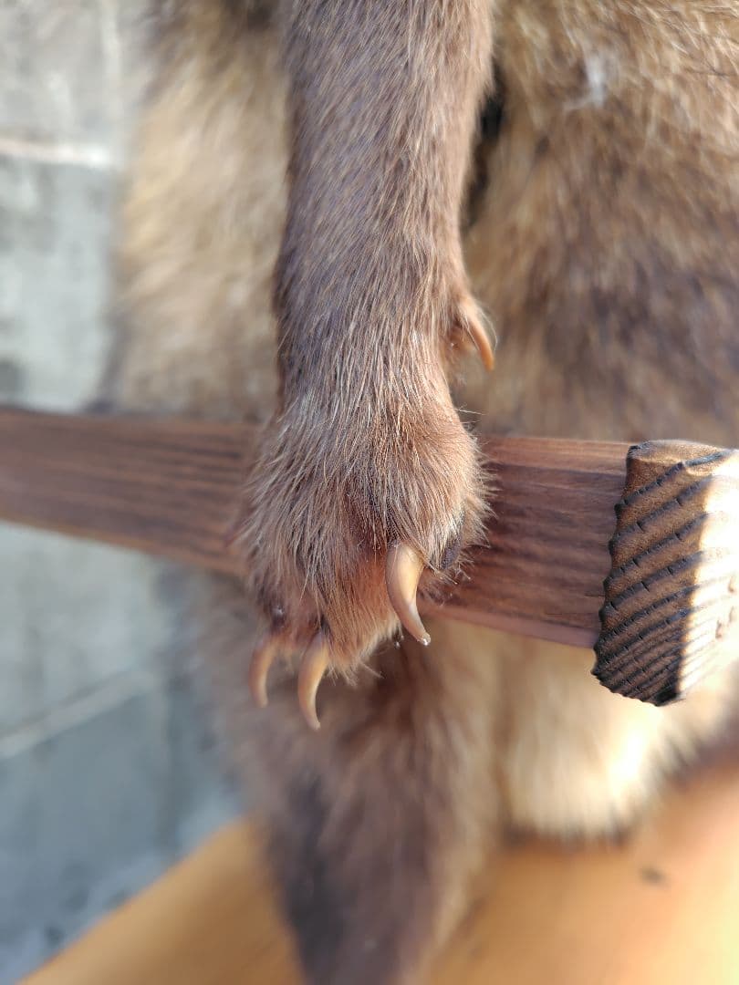 タヌキの剥製 置物 台車付き（俵）