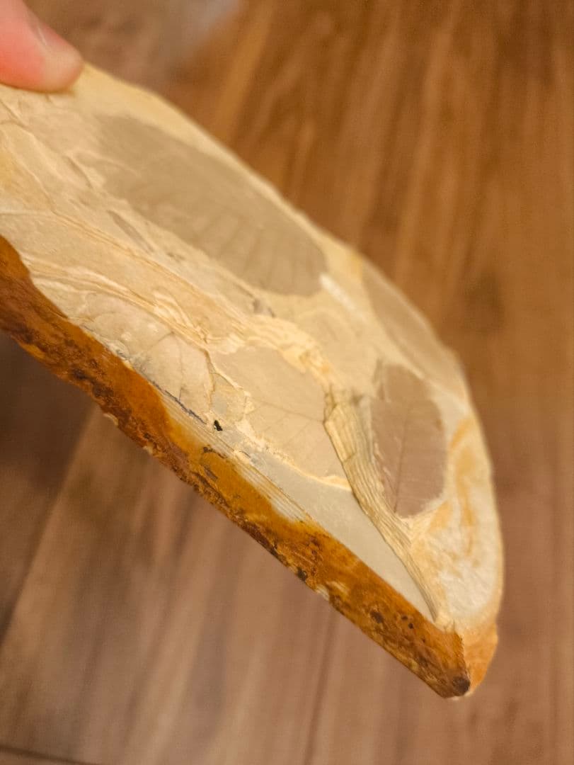 極美品】葉の化石 （イヌブナ、ブナ、ヤマボウシ）塩原化石 天然石