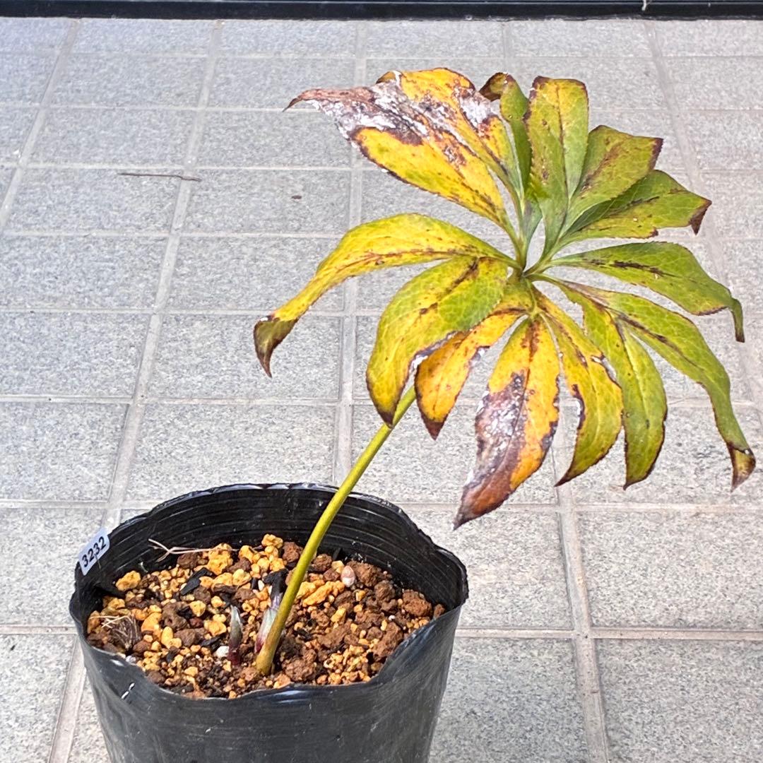 M*O様 ❤️根充実❤️沢山しっかり新芽元気株❤️3232⭐️小輪⭐️赤黒アンテ