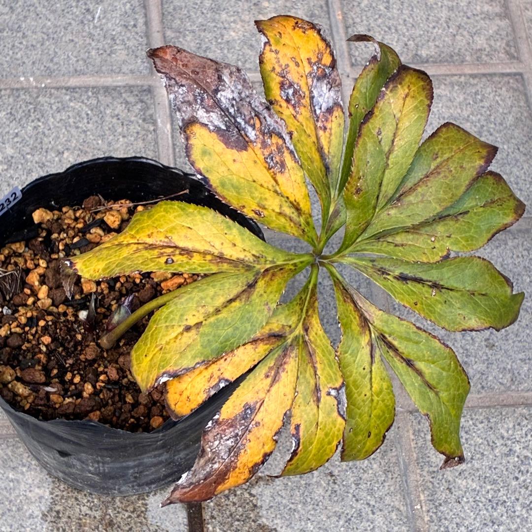 M*O様 ❤️根充実❤️沢山しっかり新芽元気株❤️3232⭐️小輪⭐️赤黒アンテ