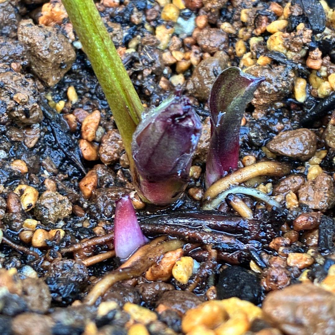 M*O様 ❤️根充実❤️沢山しっかり新芽元気株❤️3232⭐️小輪⭐️赤黒アンテ