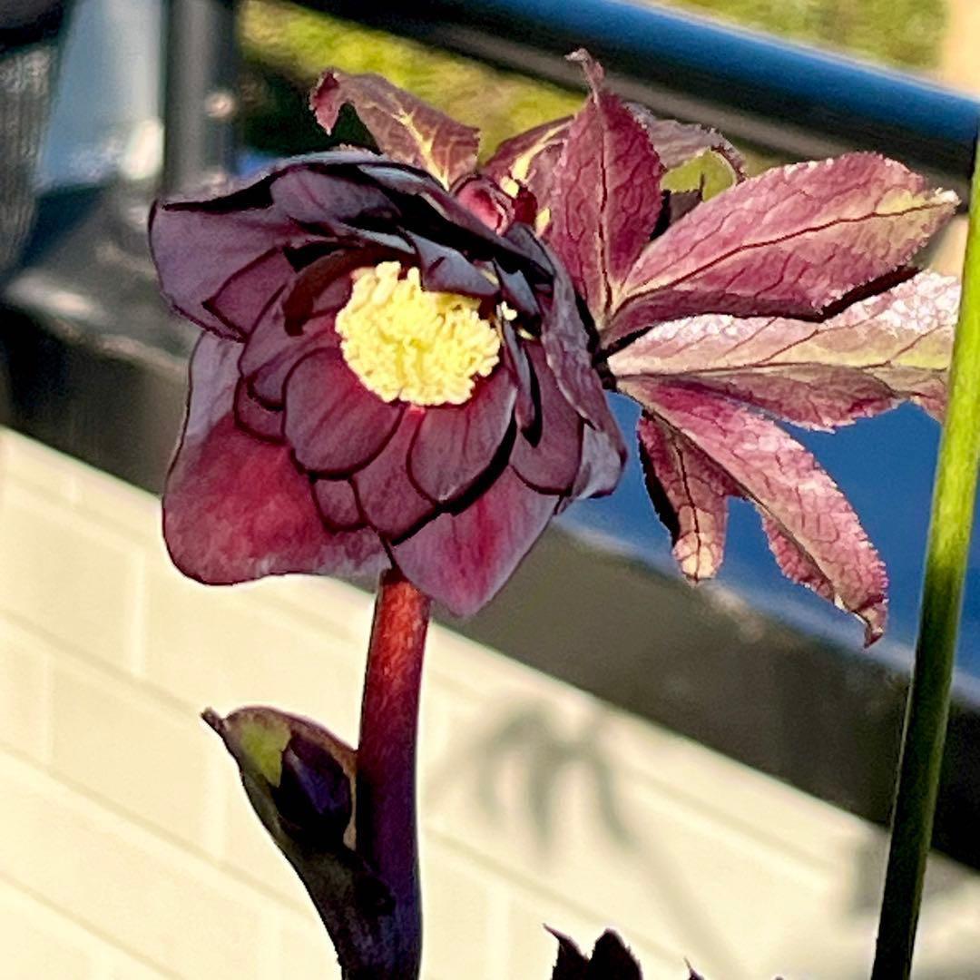 M*O様 ❤️根充実❤️沢山しっかり新芽元気株❤️3232⭐️小輪⭐️赤黒アンテ