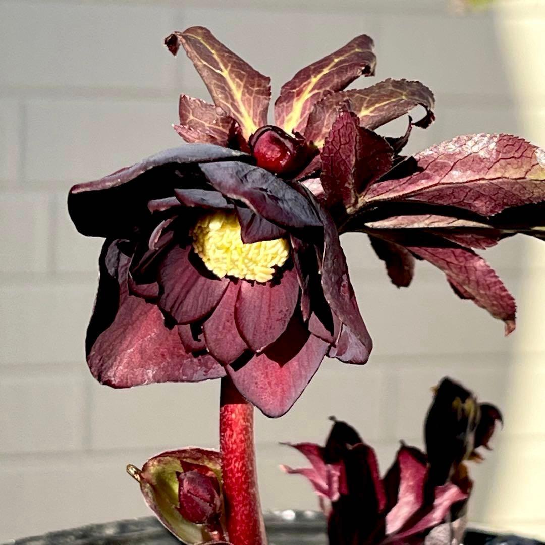 M*O様 ❤️根充実❤️沢山しっかり新芽元気株❤️3232⭐️小輪⭐️赤黒アンテ