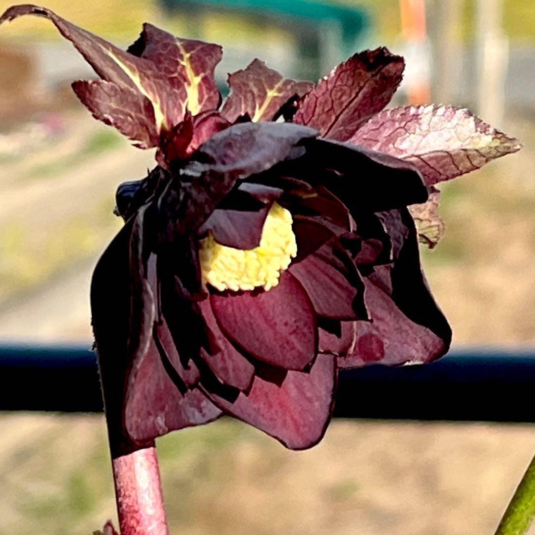 M*O様 ❤️根充実❤️沢山しっかり新芽元気株❤️3232⭐️小輪⭐️赤黒アンテ