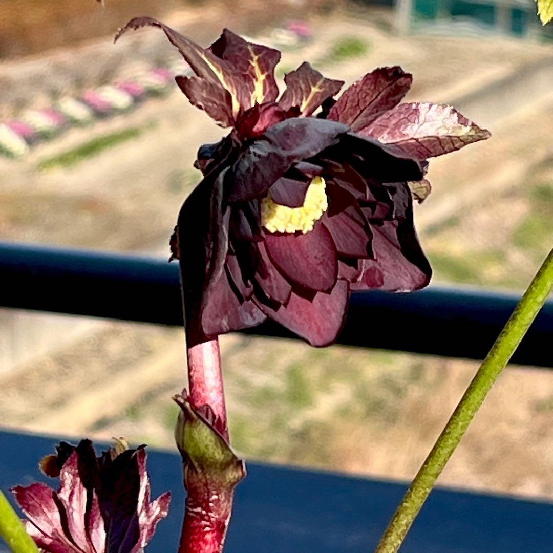 M*O様 ❤️根充実❤️沢山しっかり新芽元気株❤️3232⭐️小輪⭐️赤黒アンテ