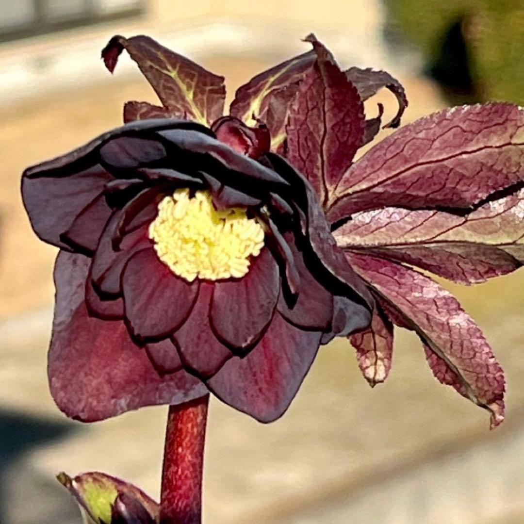 M*O様 ❤️根充実❤️沢山しっかり新芽元気株❤️3232⭐️小輪⭐️赤黒アンテ