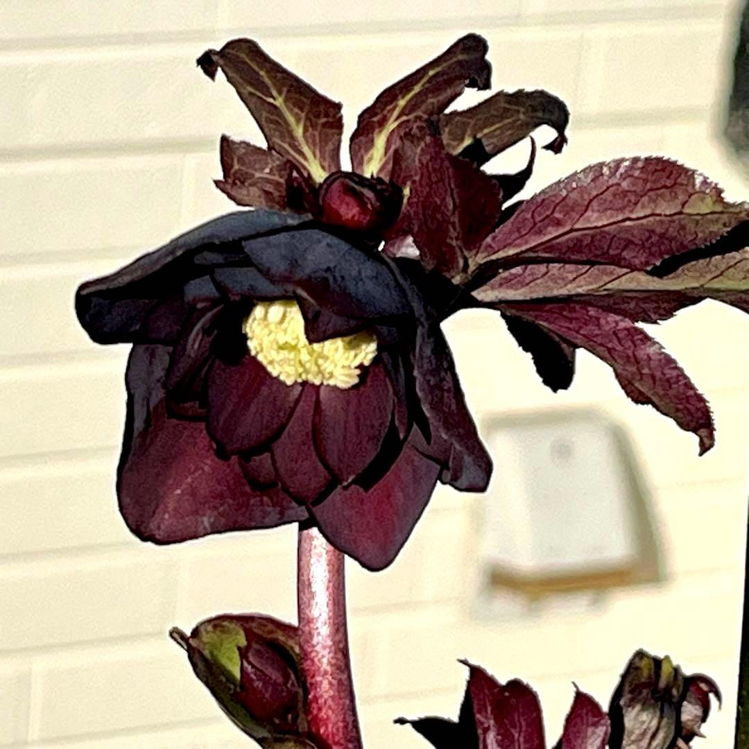 M*O様 ❤️根充実❤️沢山しっかり新芽元気株❤️3232⭐️小輪⭐️赤黒アンテ