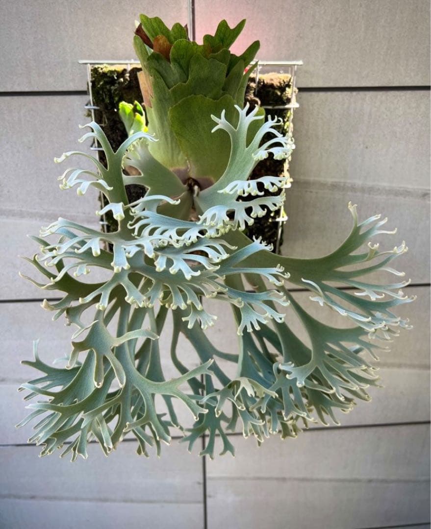 P. willinckii Nano spore ビカクシダウィリンキーナノ② - メルカリ