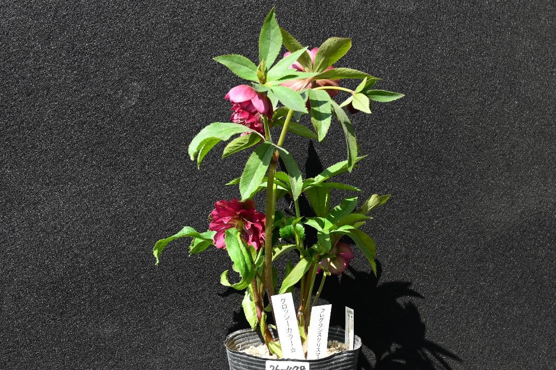 クリスマスローズ 認定！グロッシーカラーフレグランスレッド 加藤農園