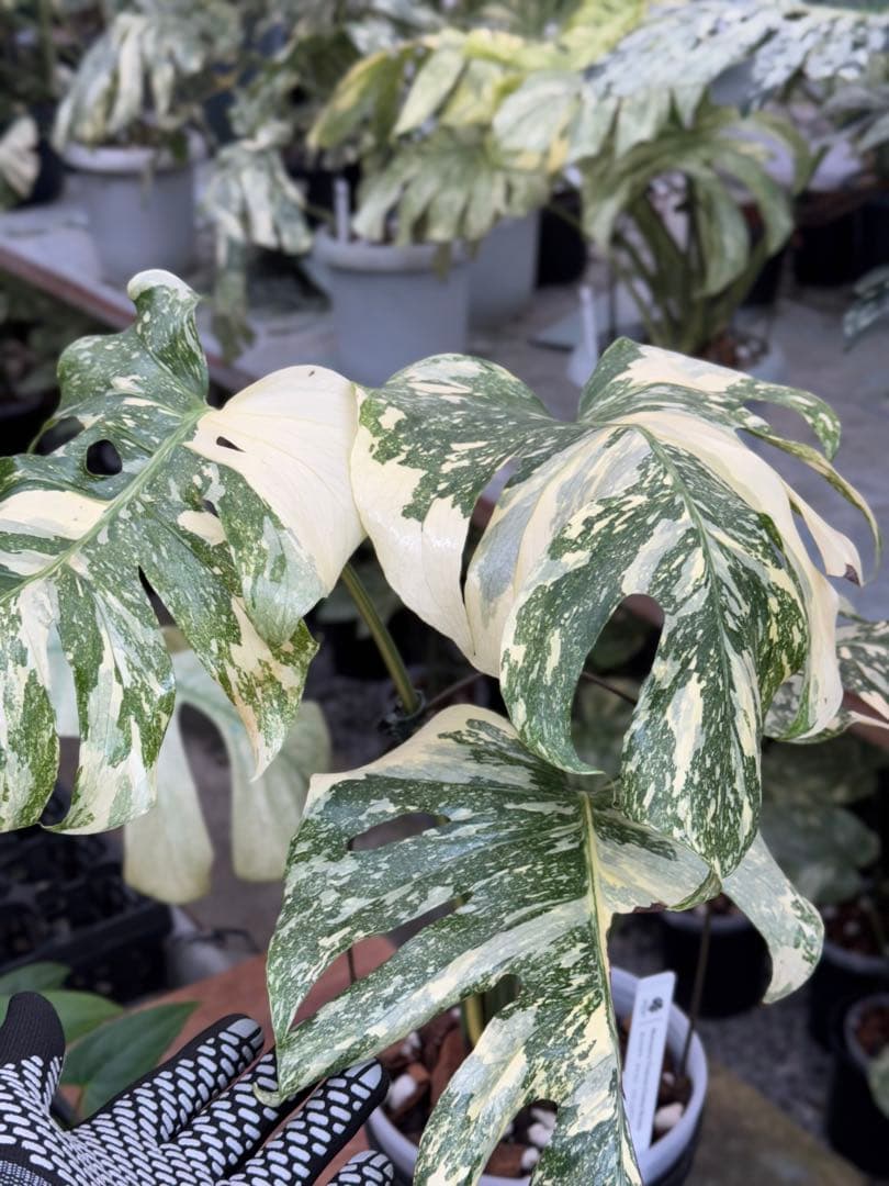 X1モンステラ　クリームブリュレ　成長点カット苗